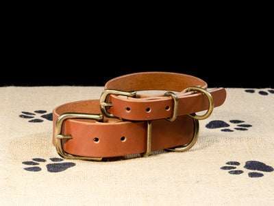 Leather Belt Dog Collar - Medium Brown English Bridle Leather - Atlas Leathercraft - Handmade Australian Leather Goods